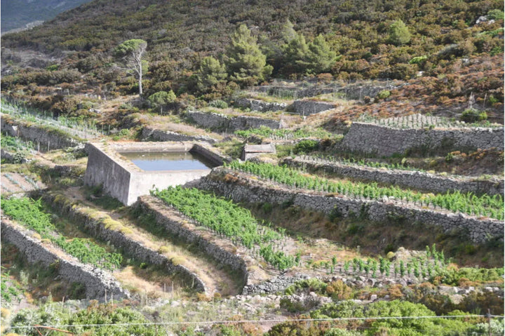 La Mursa 'Sulàna' Costa Toscana Alicante IGT 2022